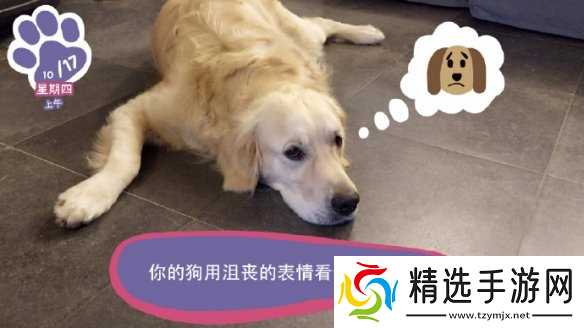 终于能云养狗了!"真狗"互动模拟游戏上线Steam页面