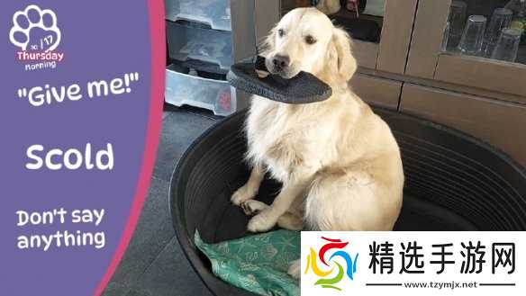 终于能云养狗了!"真狗"互动模拟游戏上线Steam页面