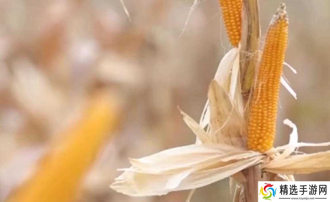 当地仅1人种植!专家下乡偶然发现,山西老汉为哄孩子种了几十年