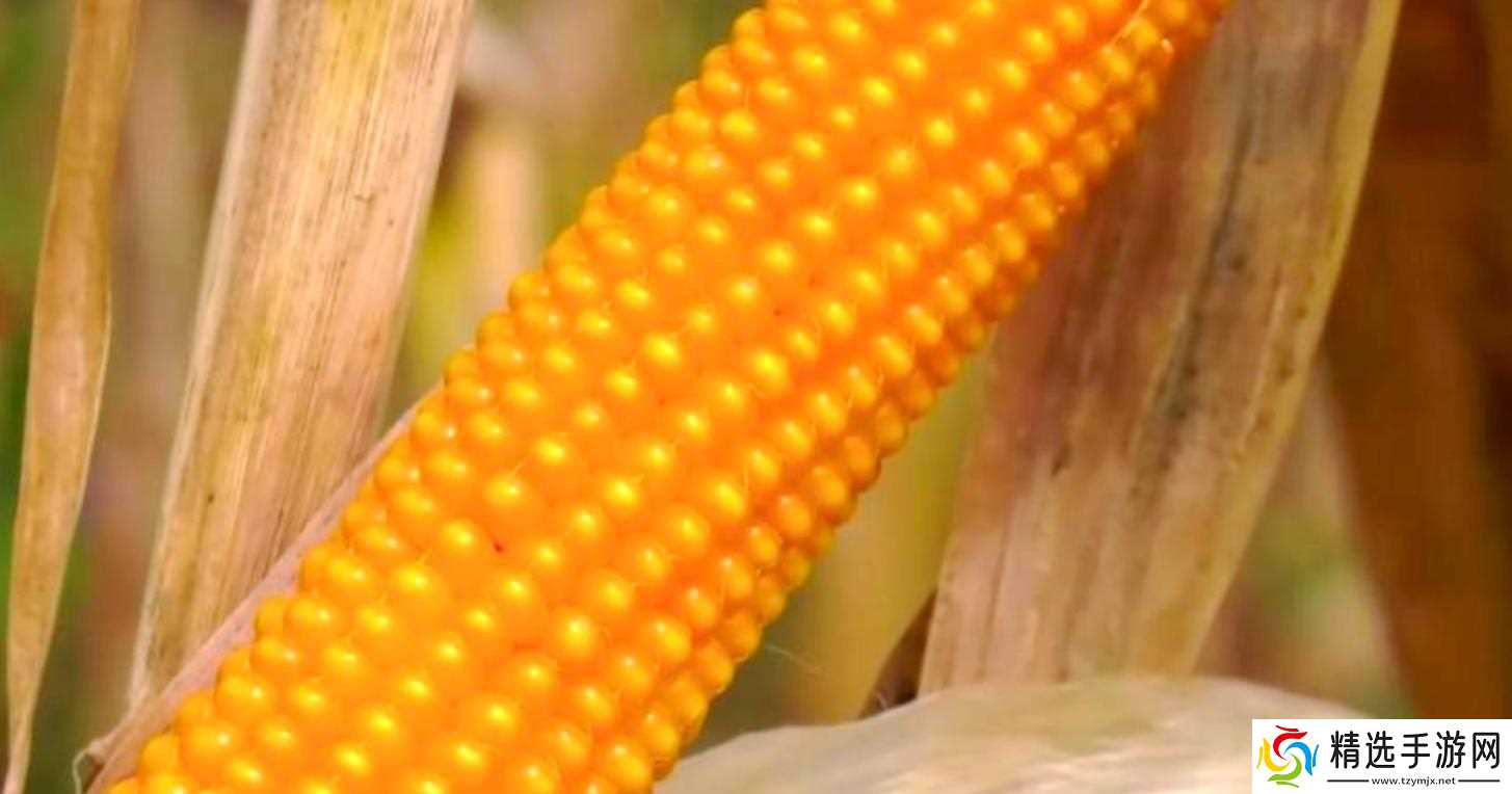 当地仅1人种植!专家下乡偶然发现,山西老汉为哄孩子种了几十年