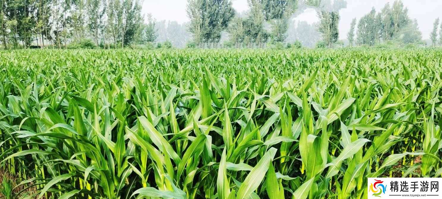 当地仅1人种植!专家下乡偶然发现,山西老汉为哄孩子种了几十年