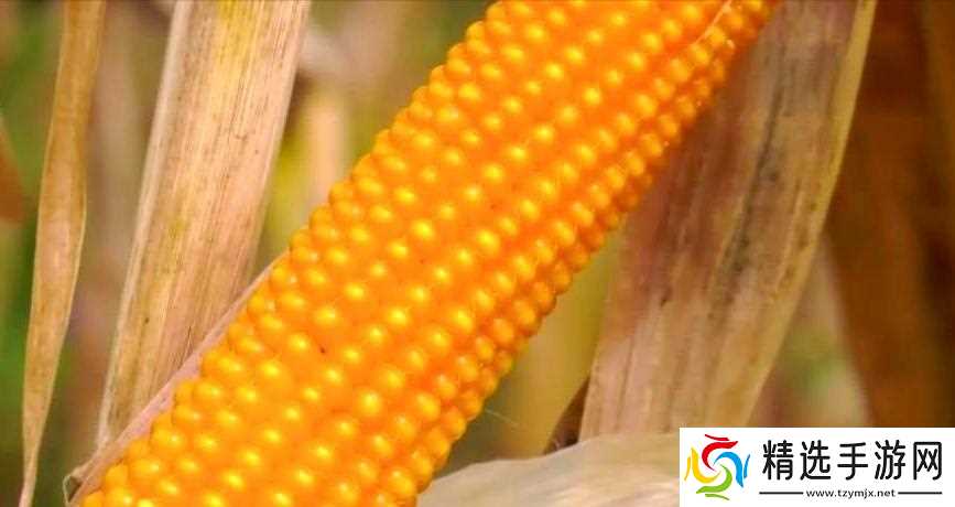 当地仅1人种植!专家下乡偶然发现,山西老汉为哄孩子种了几十年