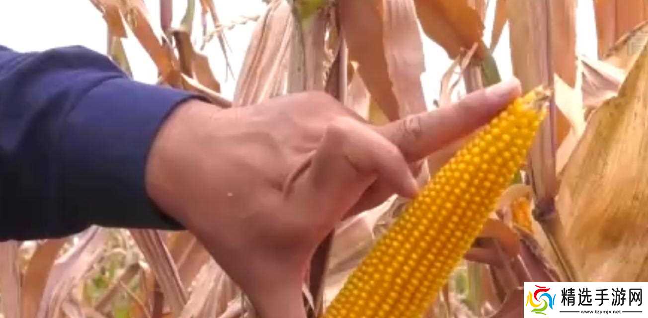 当地仅1人种植!专家下乡偶然发现,山西老汉为哄孩子种了几十年