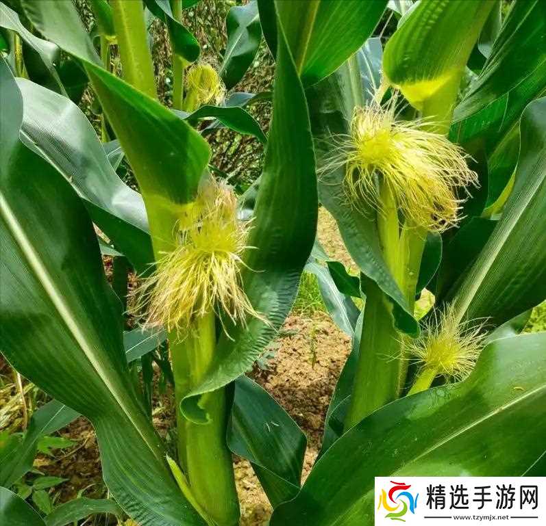 当地仅1人种植!专家下乡偶然发现,山西老汉为哄孩子种了几十年