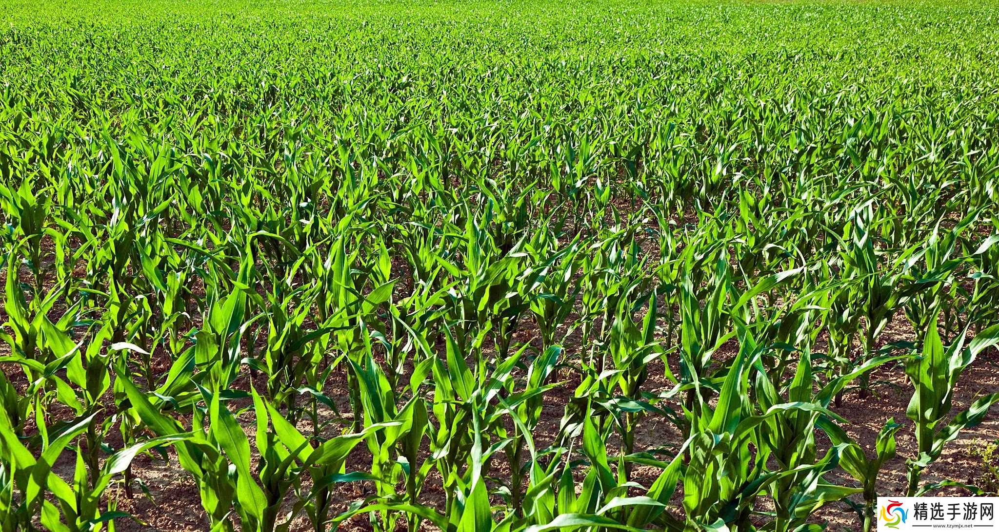 当地仅1人种植!专家下乡偶然发现,山西老汉为哄孩子种了几十年