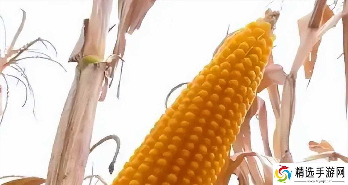 当地仅1人种植!专家下乡偶然发现,山西老汉为哄孩子种了几十年