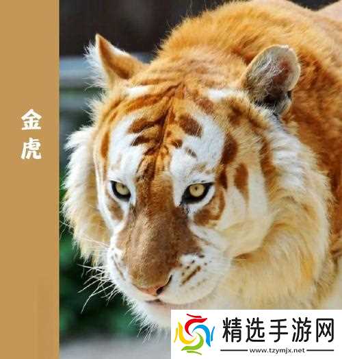 魔兽金色老虎捕捉地点?捕捉金色老虎的技巧有哪些?