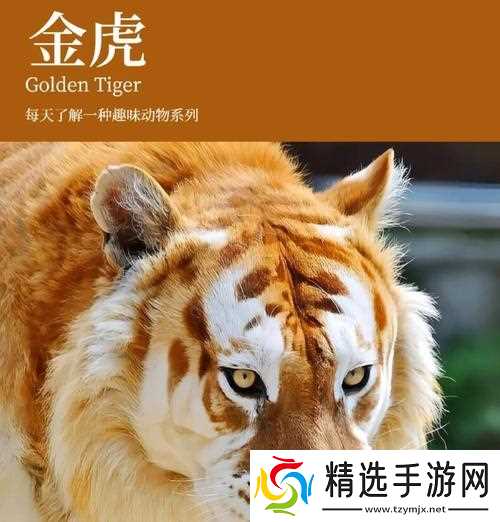 魔兽金色老虎捕捉地点?捕捉金色老虎的技巧有哪些?