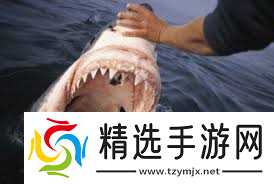 一条鲨鱼10年内大约能换掉多少颗牙齿