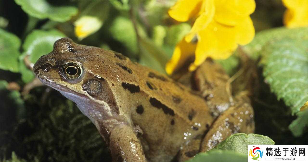 明日正月十四，别忘“守财神”，牢记：1送，2放，3不灭，4要吃