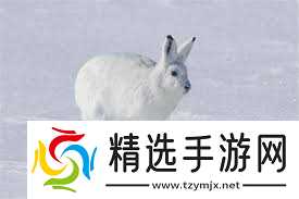 北极兔毛色冬季变白有什么好处