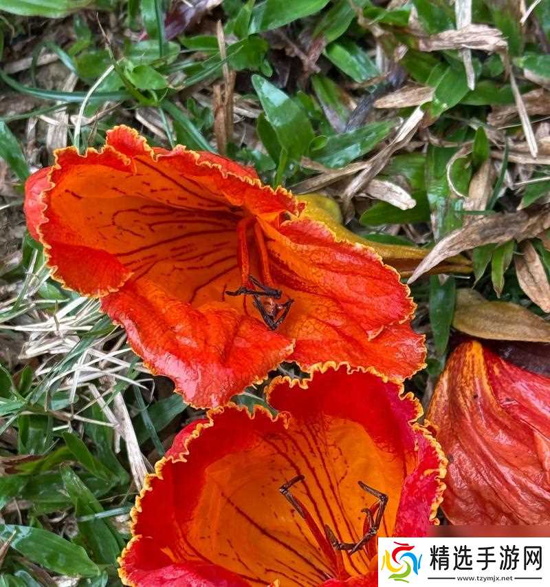 火焰花的购买位置在哪？魔兽中如何获取火焰花？